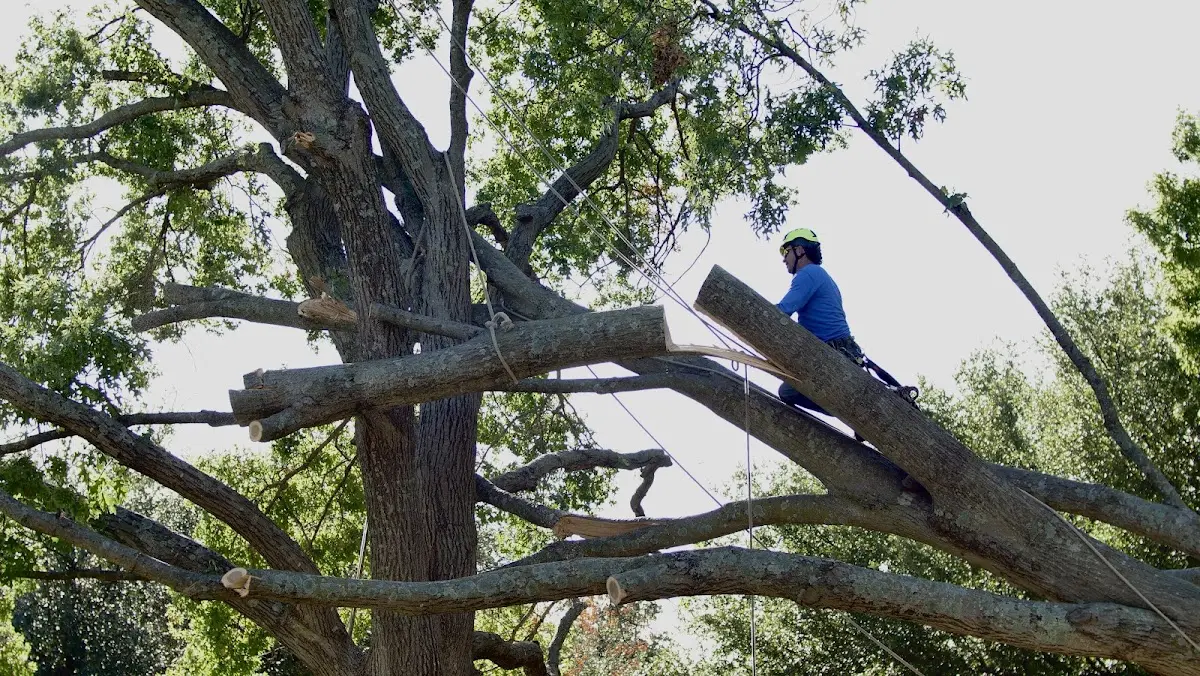 Professional Crown Thinning performed by certified arborists in Arthur